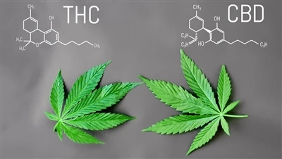 Apa Perbedaan THC dengan CBD