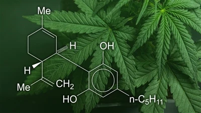 CBD, ganja, dan rami: Apa perbedaan antara produk ganja ini, dan mana yang le...