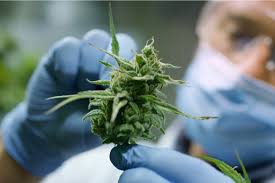 Cara Menggunakan Gel Otot Pendingin CBD