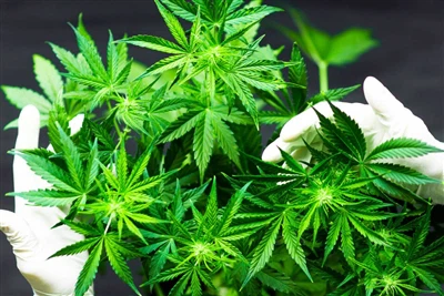 Bagaimana penggunaan ganja mempengaruhi kesehatan otak? Disarankan dengan hat...