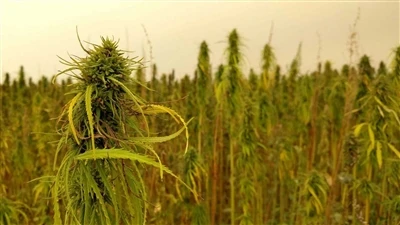 Berita Terkini Tentang CBD: Perusahaan Ganja Kanada Mundur Dari Pasar CBD Ram...