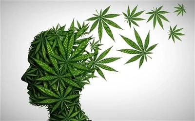 Bagaimana Cara Menggunakan Minyak CBD Untuk Manfaat Optimal: Panduan Lengkap?